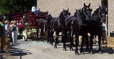 Horses pulling a cart