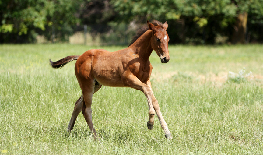 Baby horse