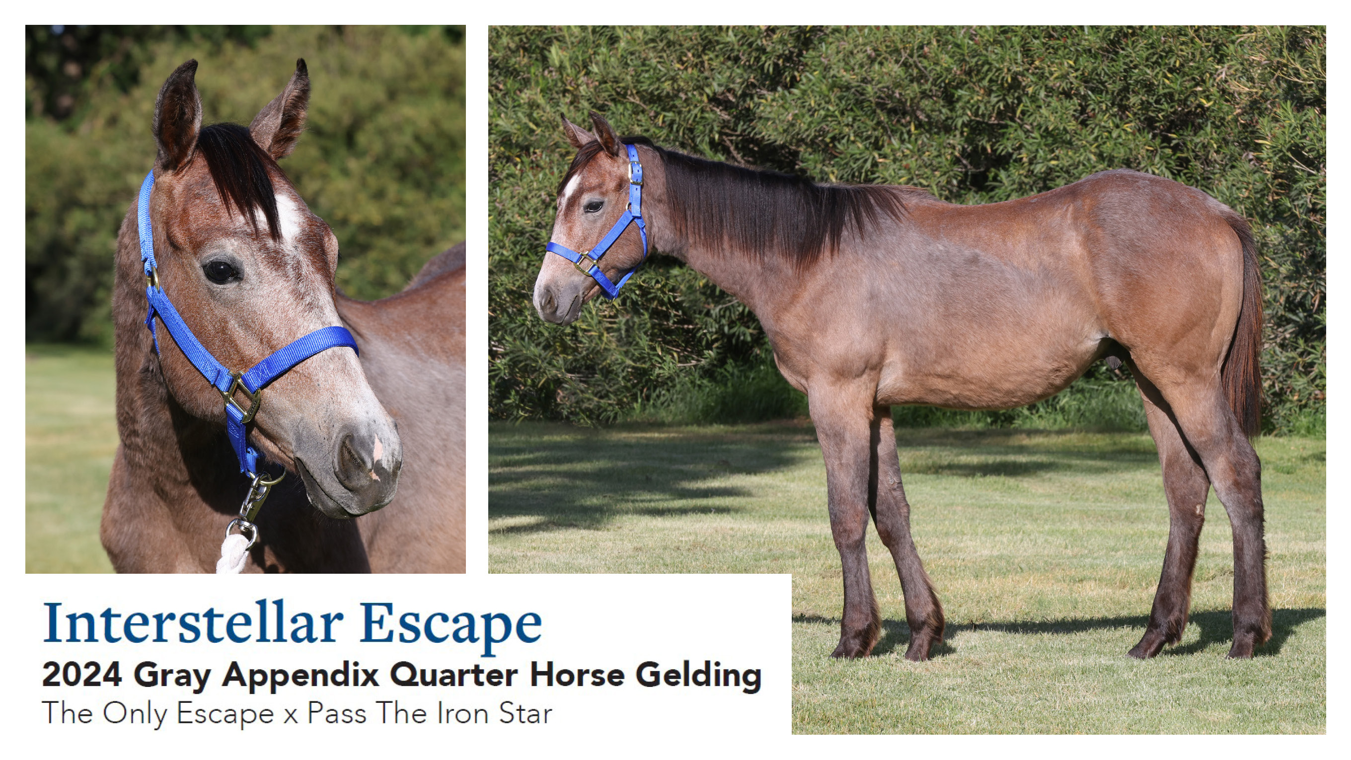 Interstellar Escape 2024 Grey Appendix QH Gelding