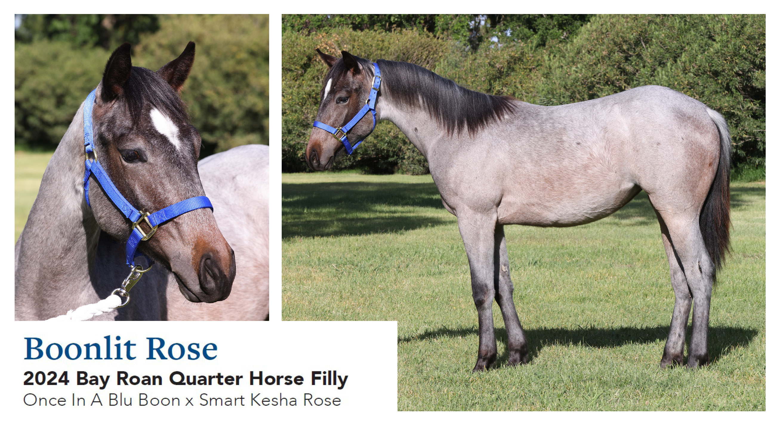 Boonlit Rose 2024 Bay Roan QH Filly