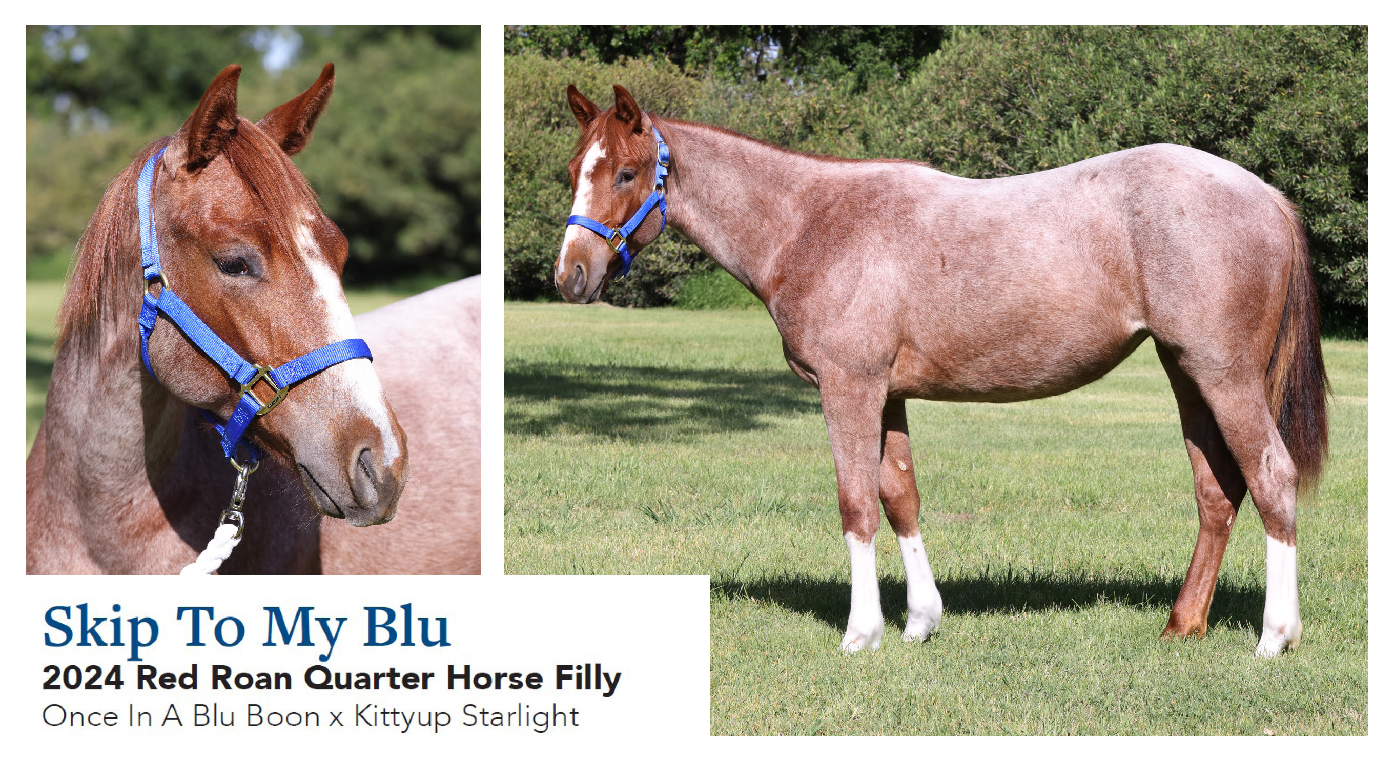 Skip To My Blu 2024 Red Roan QH Filly