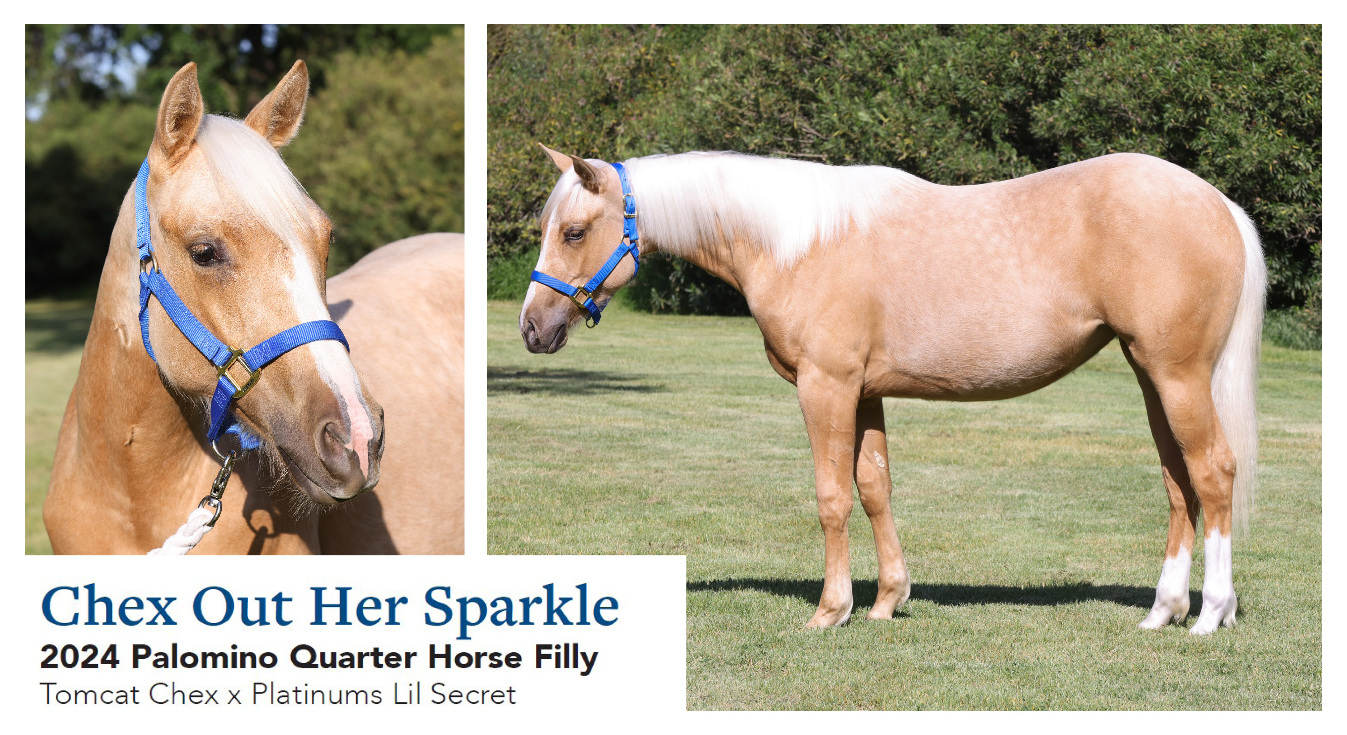 Chex Out My Sparkle 2024 Palomino QH Filly