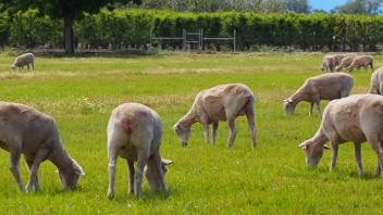 Sheep Facilities