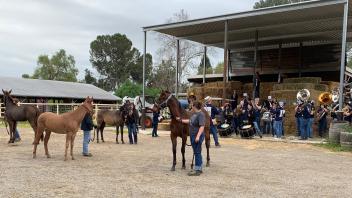 The Cal Aggie Marching Band-uh! visited the Horse Barn to help get the yearlings ready for the sights and sounds of the 2019 Picnic Day Parade -