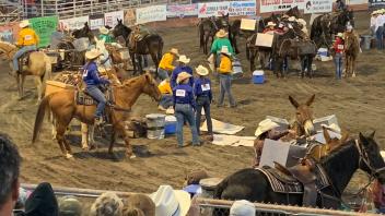 UC Davis Pack Team at Bishop Mule Days Celebration