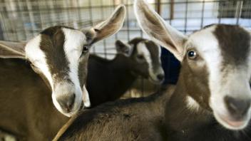 Goat Facility
