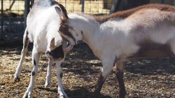 Goat Facility