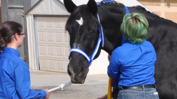 Scenes from Horse Day 2015