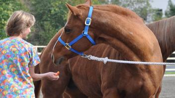 Scenes from Horse Day 2015