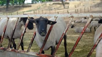 Sheep Facilities