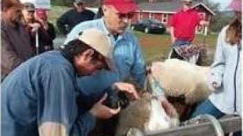 ANS student, Patrick Cogo, examines pregnant ewe using thermal imaging camera  with the help of UCCE Livestock and Natural Resources Advisor, Dan Macon