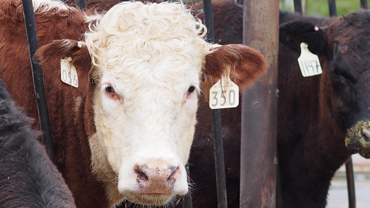 UC Davis Department of Animal Science - Produce Healthy Food from ...