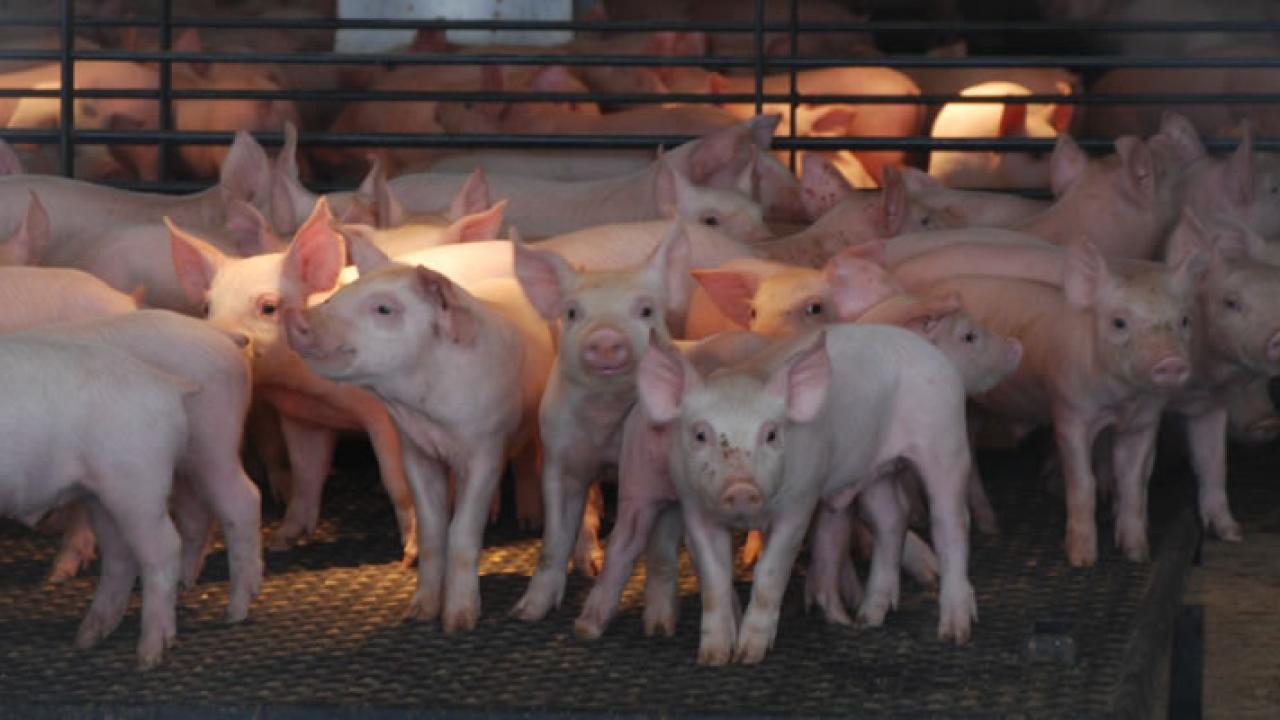 Swine Facility