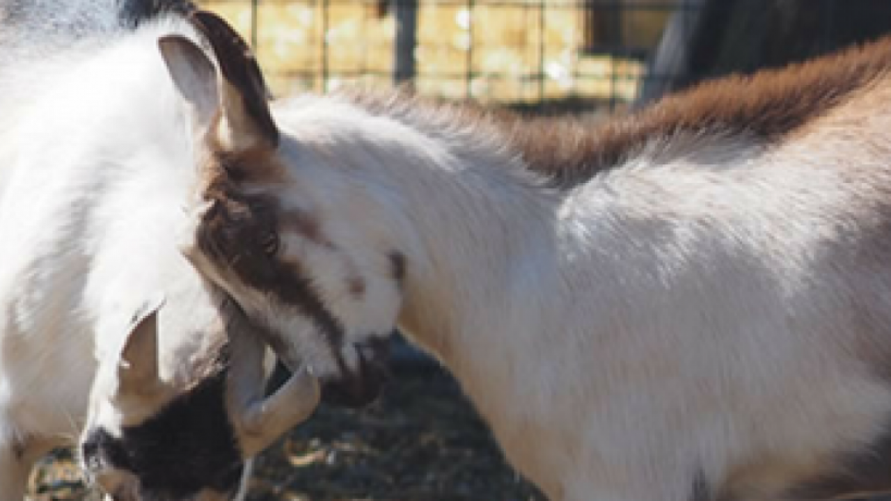 Goat Day