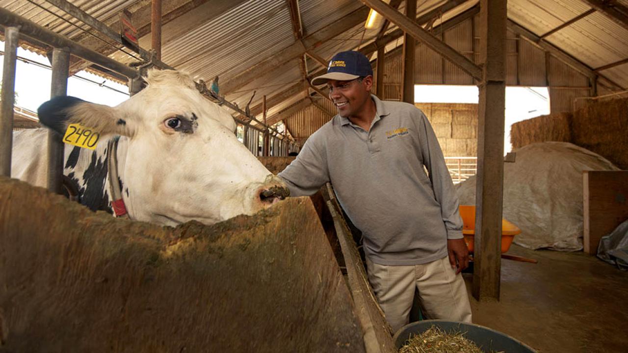 Professor Ermias Kebreab is conducting research with dairy cows to find out if seaweed will reduce methane emissions from cattle. (photo by Gregory Urquiaga/UC Davis) Ermias Kebreab