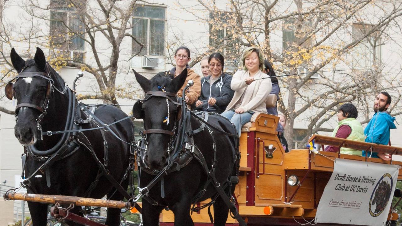 Draft Horse Club