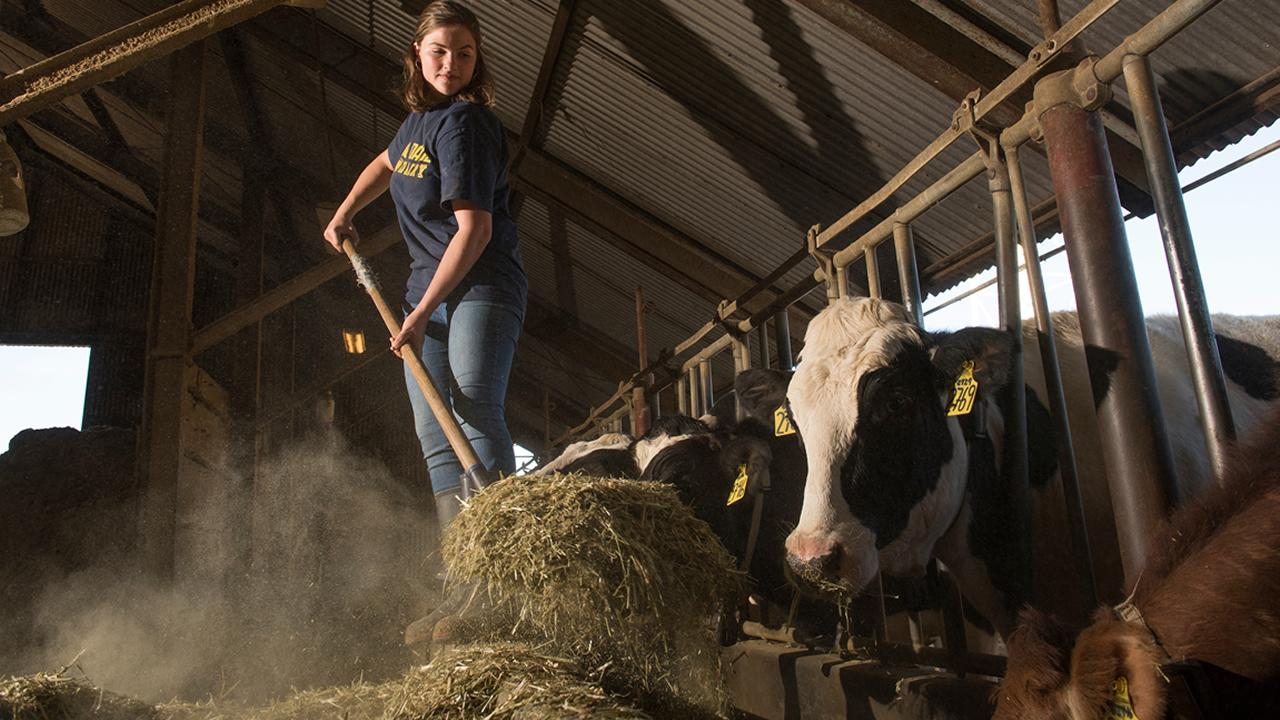 Dairy resident Teresa Greenhut shovels feed (Photo by Karin Higgins)