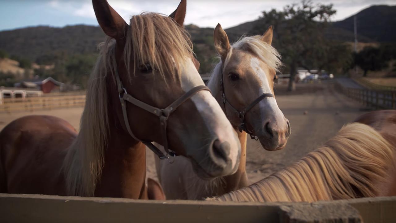 santa cruz horses