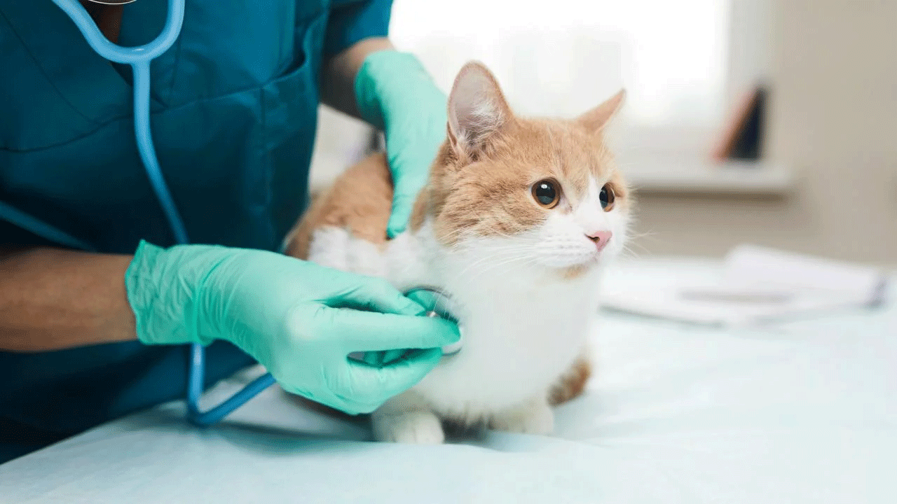 A vet holding a stethoscope to a cat 
