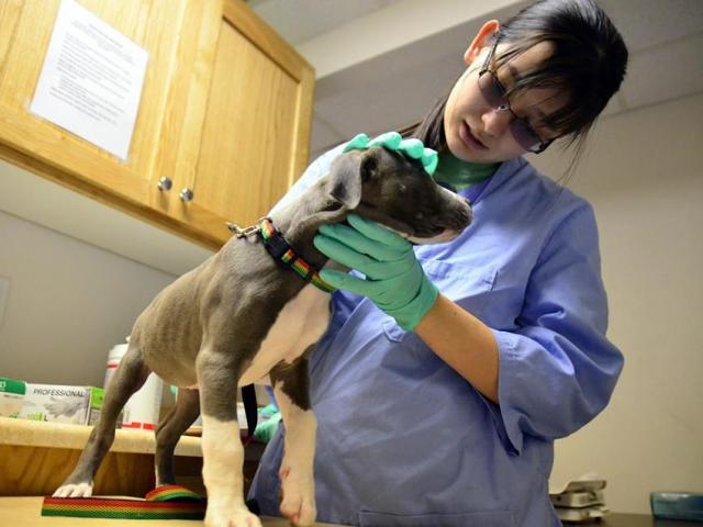 vet