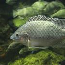 Studying Mozambique tilapia, the researchers found that short DNA segments enhance expression of genes that regulate the fish's internal body chemistry in response to salinity stress. (Photo by Greg Hume/Creative Commons)