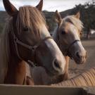 santa cruz horses