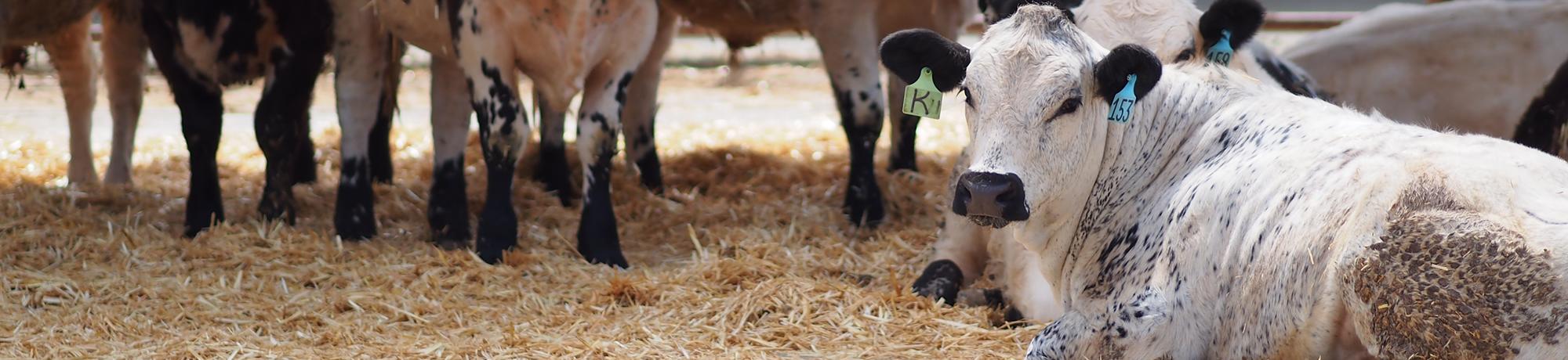 Cows