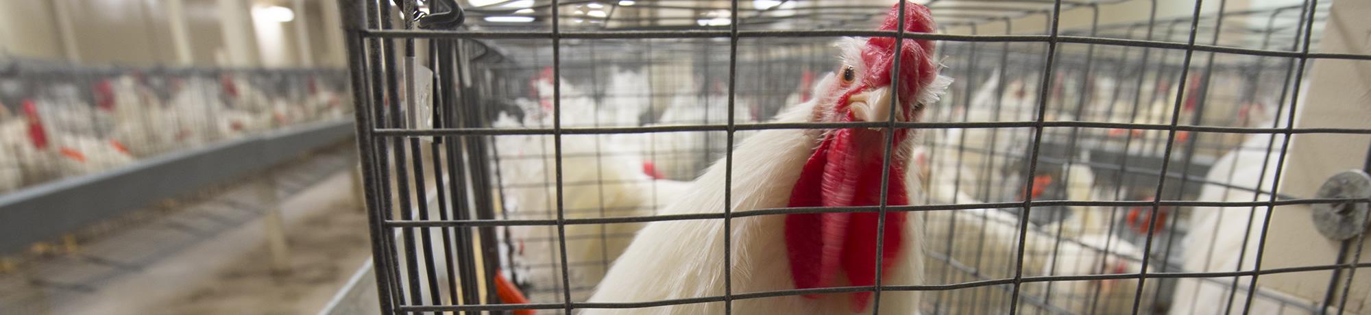 poultry facility