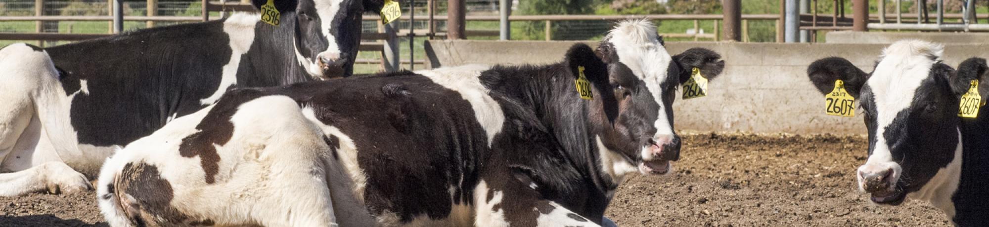 Cows