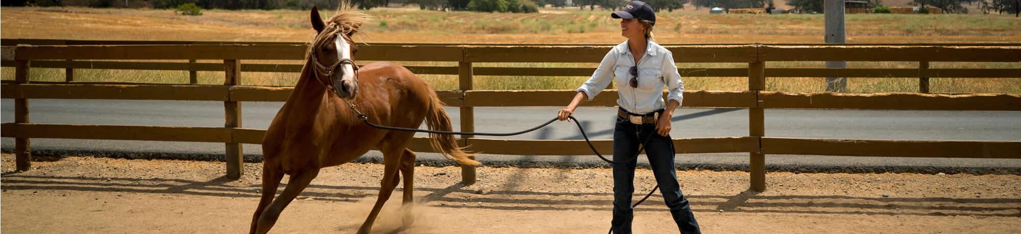 Santa Cruz Horses