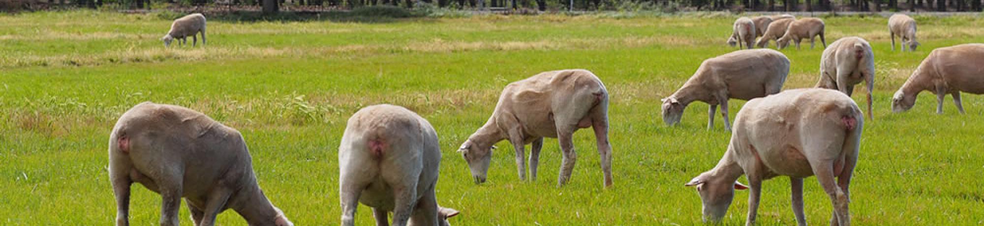 Sheep Facilities