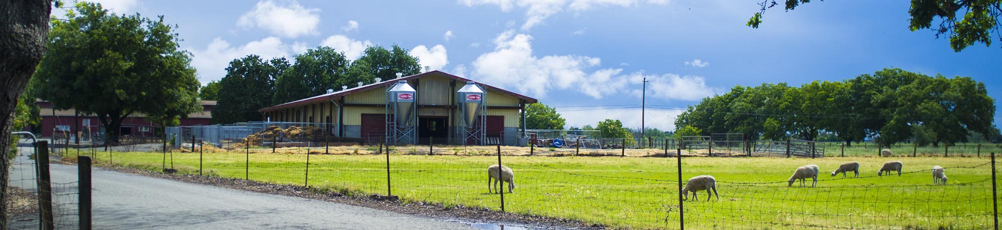 Sheep Facility