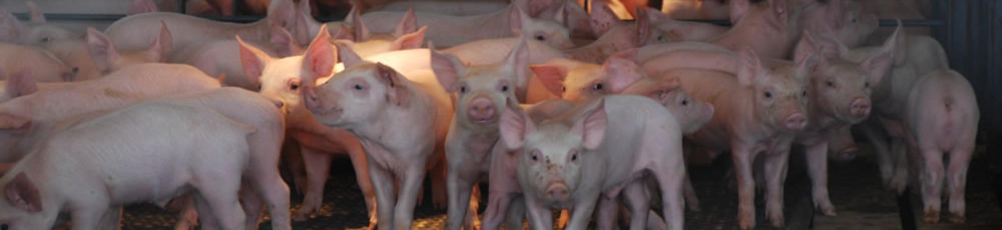 Swine Facility