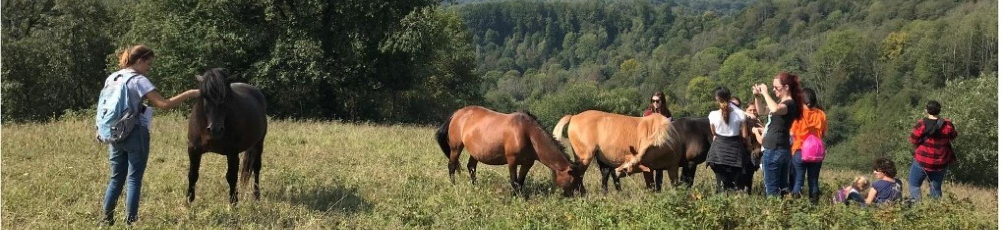 Equine Management and Welfare group in Poland