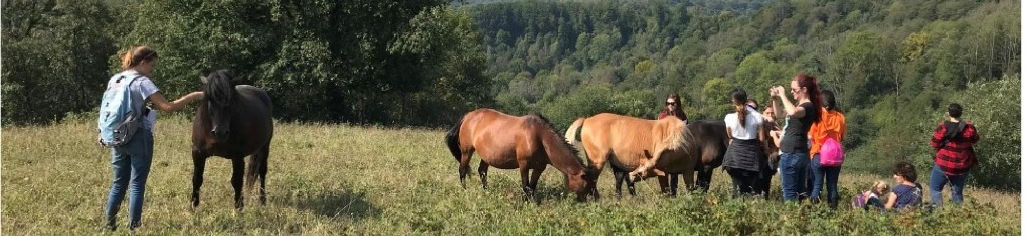 Equine Management and Welfare group in Poland