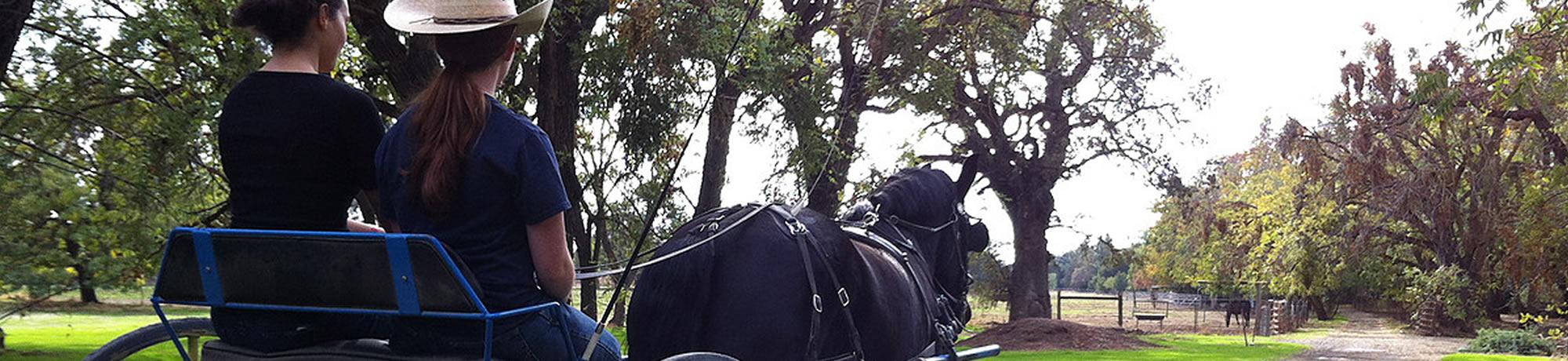 Draft Horse Club