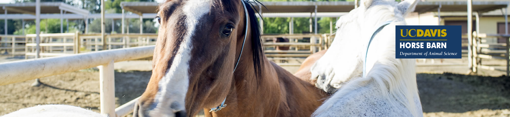 horses