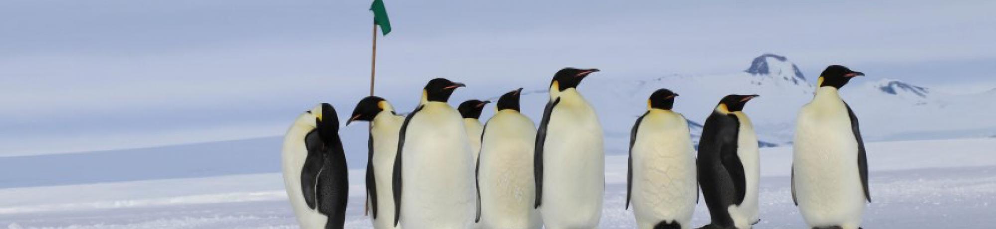 Emperor penguins on one of the sea ice roads Dr. Todgham’s team uses to get to field sites in McMurdo Sound