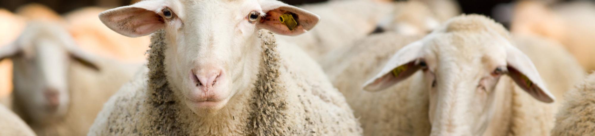 photo of sheep